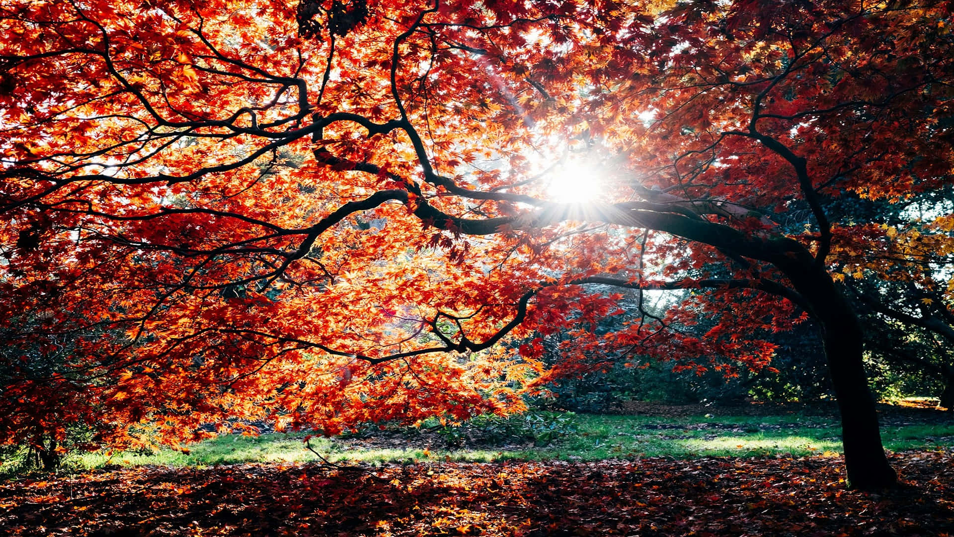 Autumn Sunburst Tree Wallpaper Wallpaper