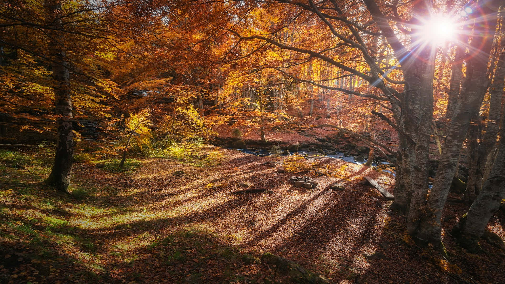 Autumn Sunlight Forest Stream.jpg Wallpaper