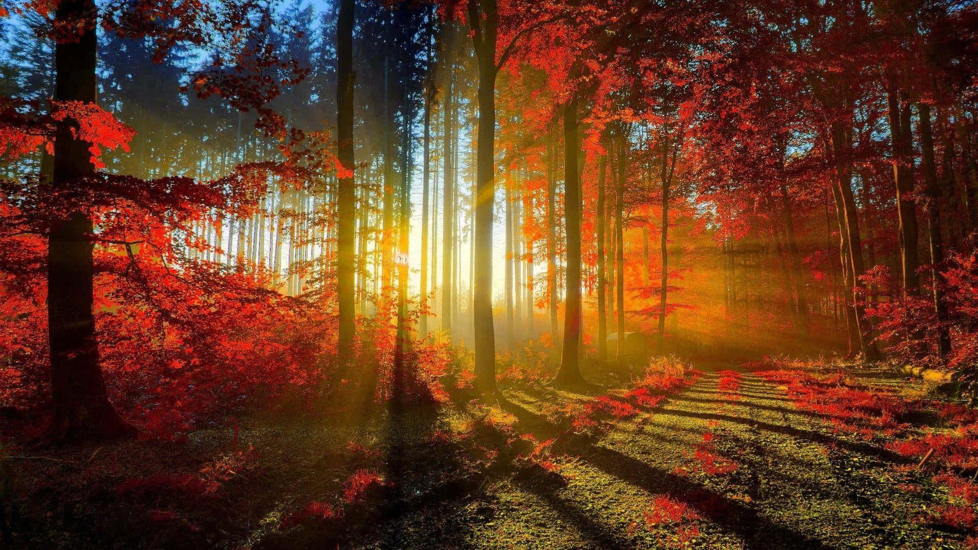 Autumn Sunrise Forest Glow.jpg Wallpaper
