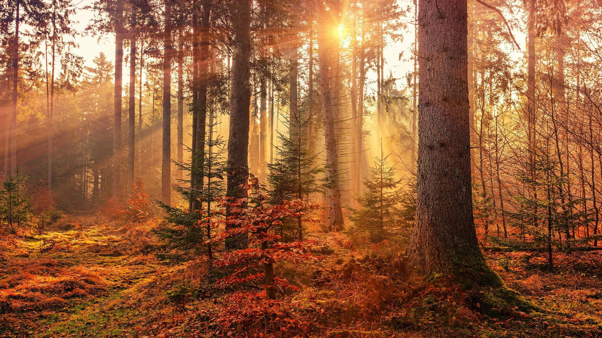 Autumn Sunrise Forest.jpg Wallpaper