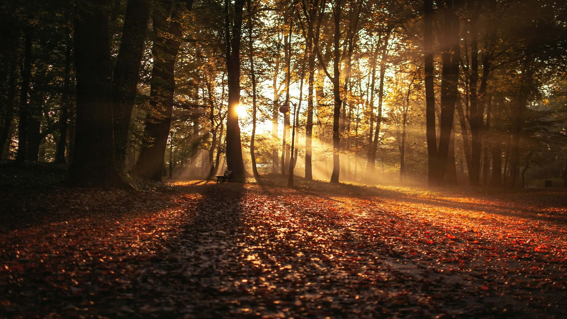 Autumn Sunrise Forest Path.jpg Wallpaper