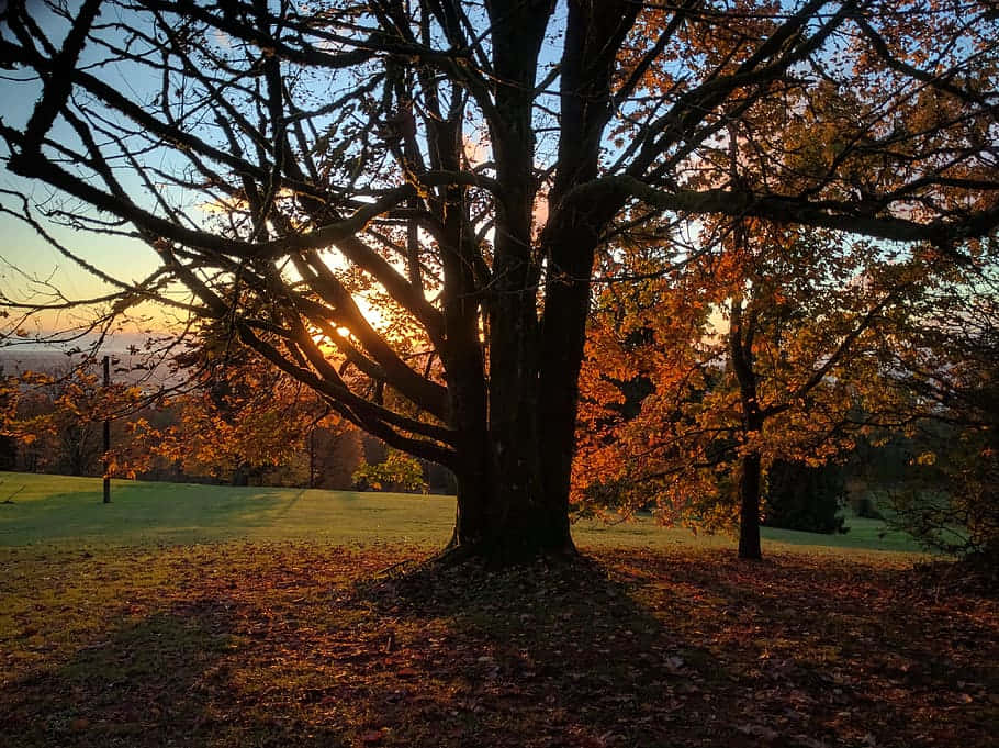Autumn Sunset Through Tree Burnaby Wallpaper