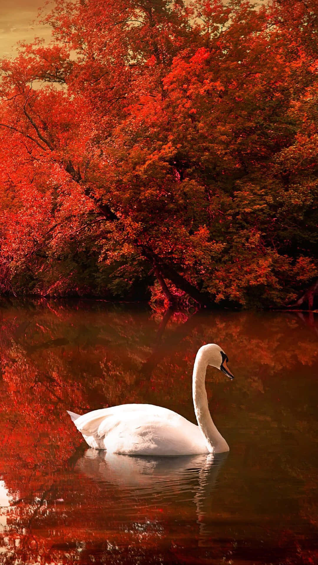 Autumn Swan Lake Reflection Wallpaper
