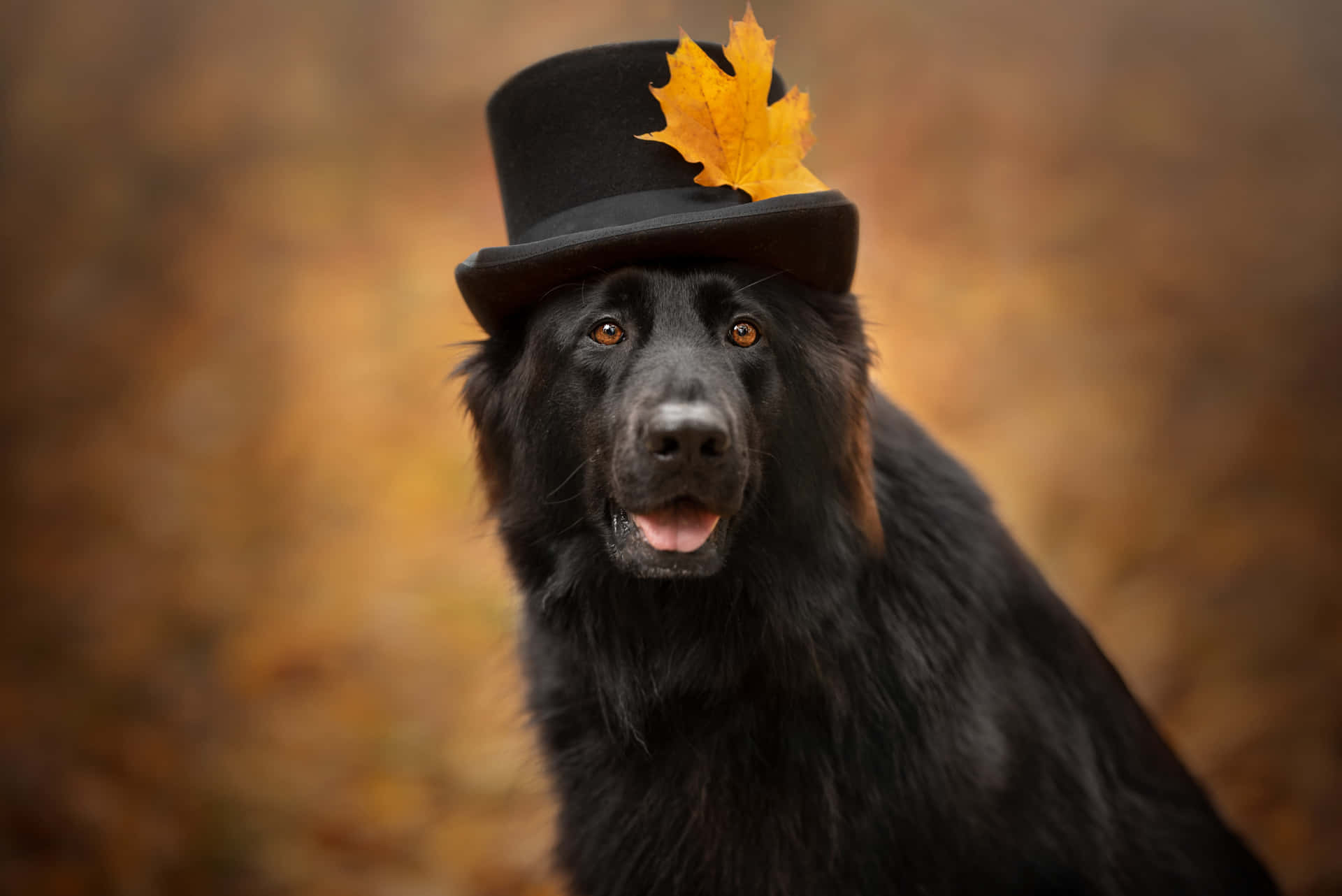 Autumn Top Hat Dog.jpg Wallpaper