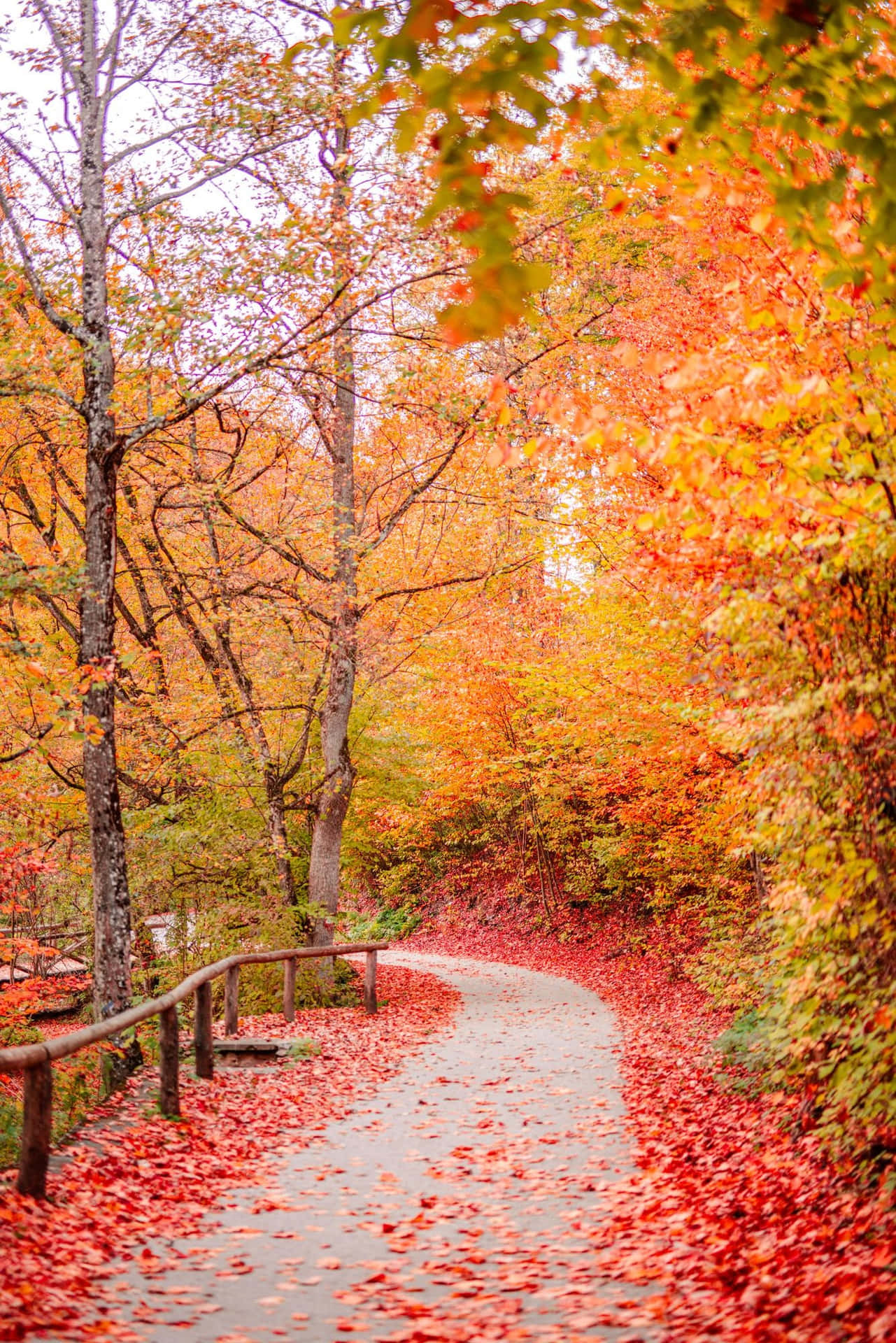 Enchanting Autumn Trails Wallpaper
