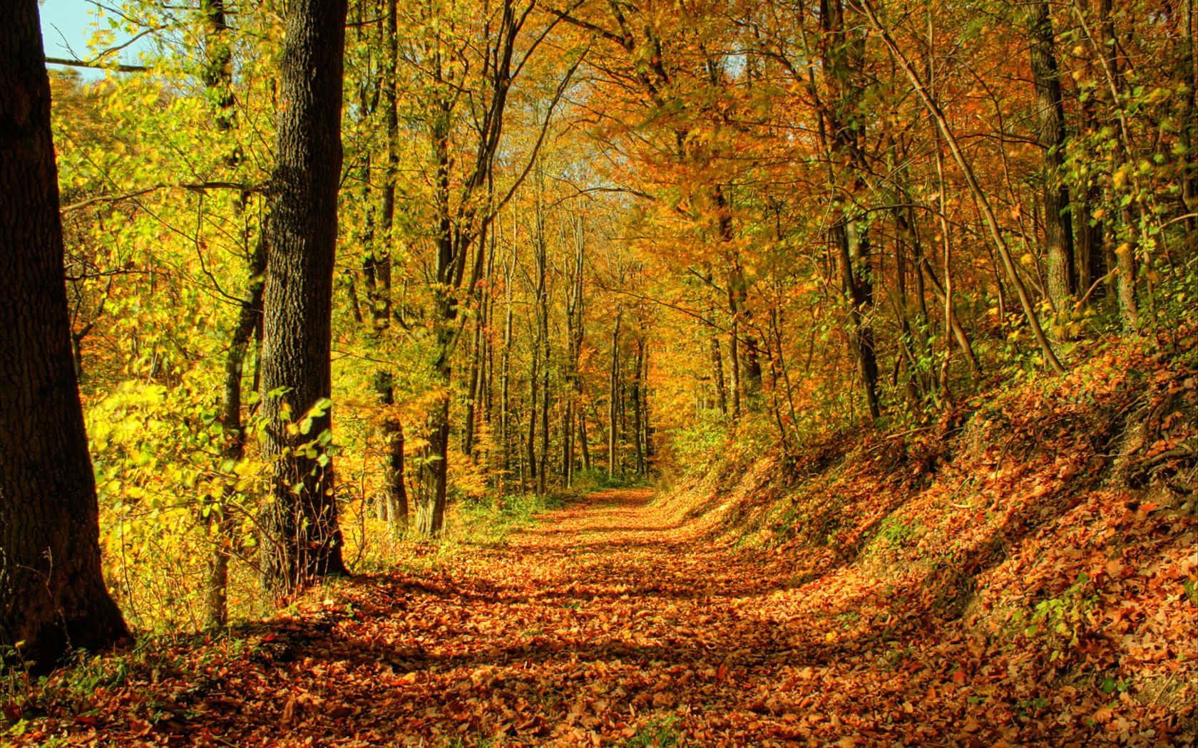 Serene Autumn Trail in a Lush Forest Wallpaper