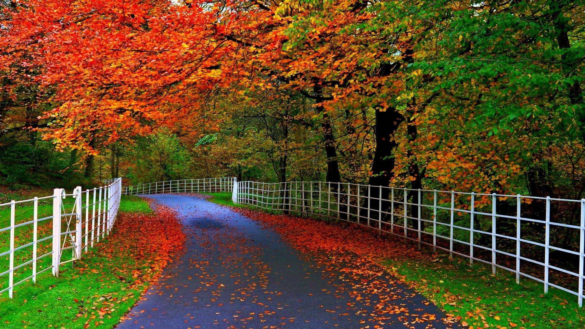 Enchanting Autumn Trail Wallpaper