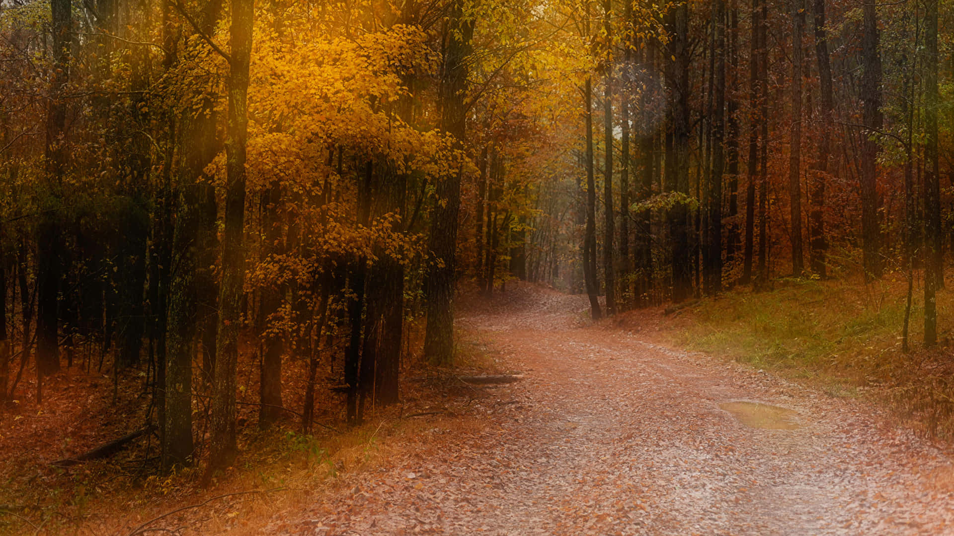 A Scenic Walk Through Autumn Trails Wallpaper