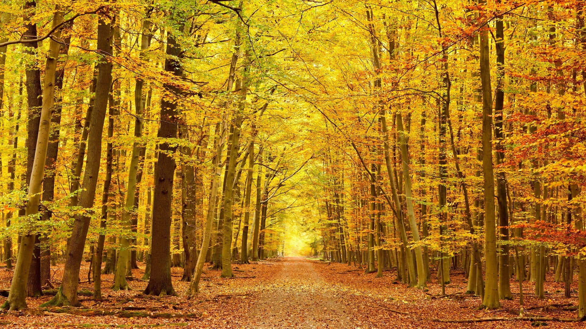 Serene Autumn Trail Wallpaper