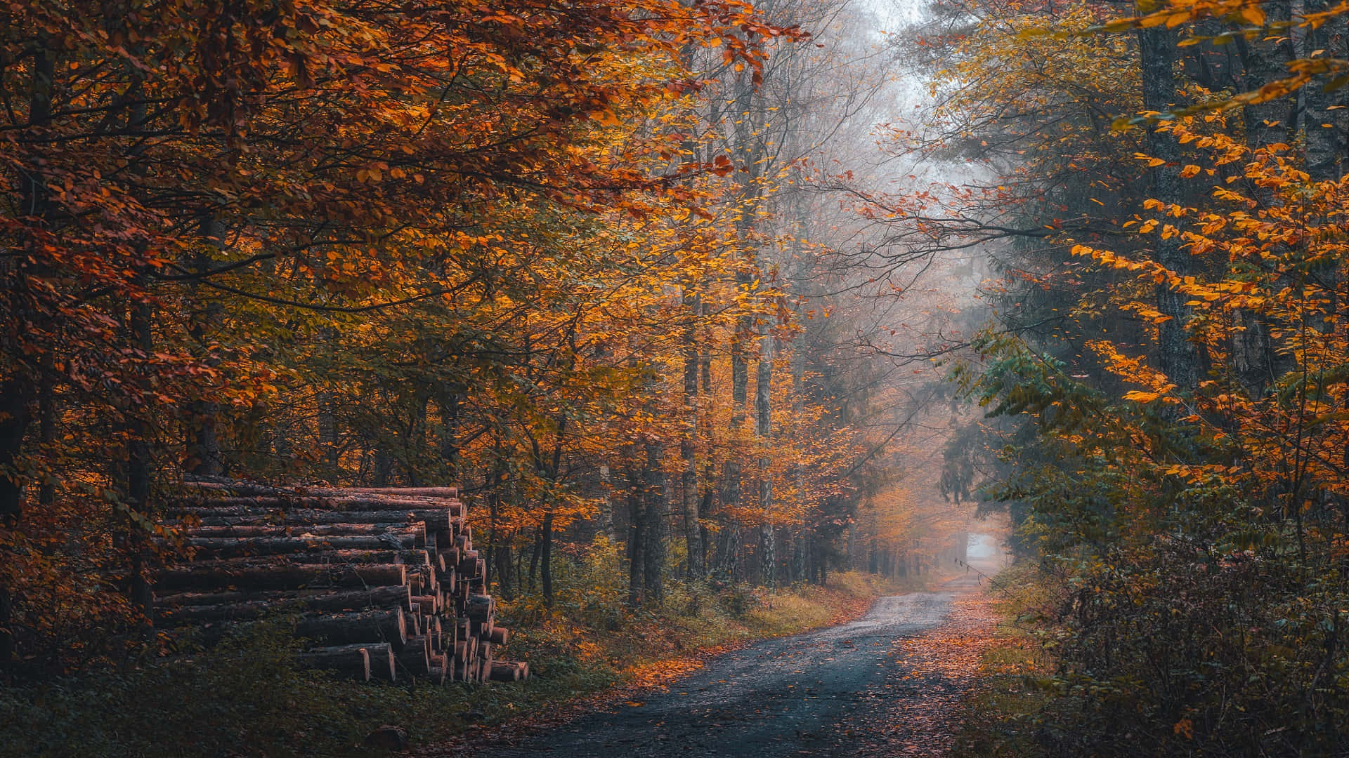 Enchanting Autumn Trail in the Forest Wallpaper