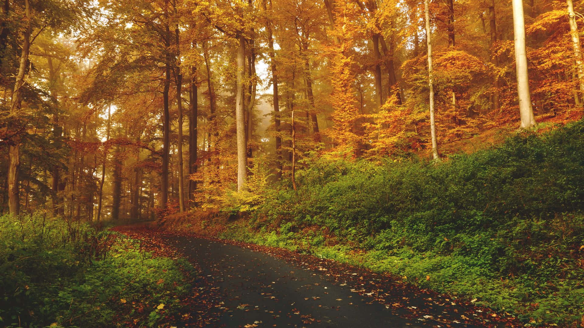 Caption: Enchanting Autumn Trail Wallpaper