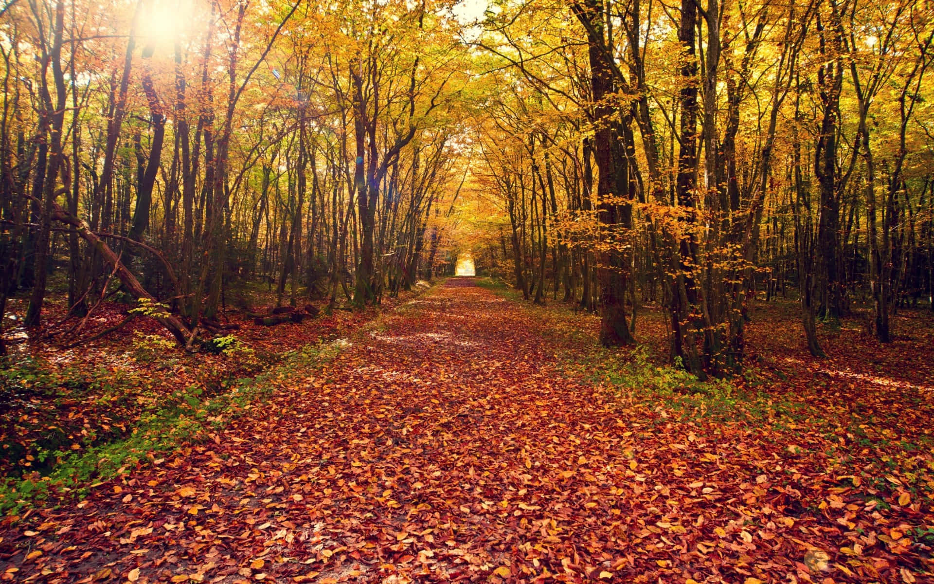 Serene Autumn Trail Through a Colorful Forest Wallpaper