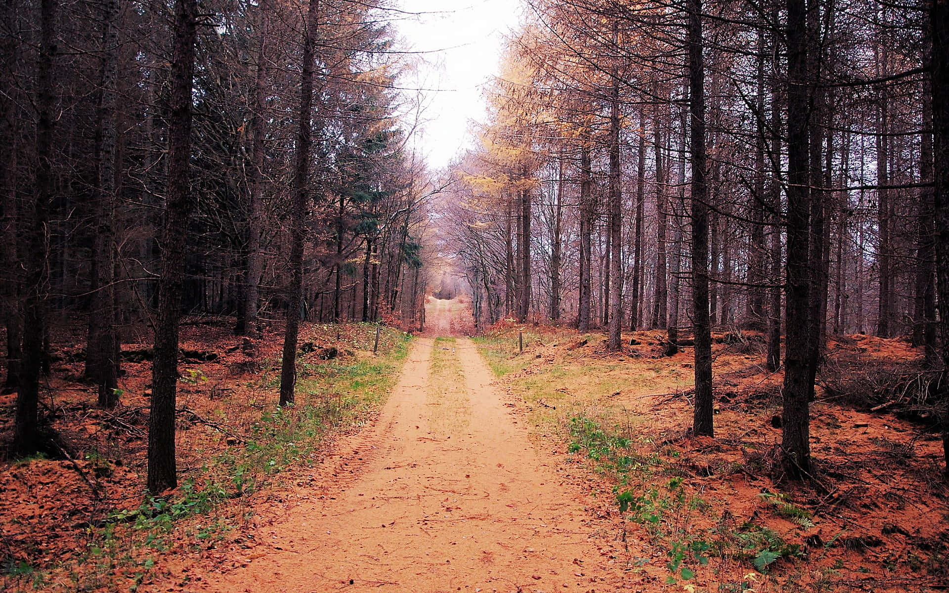 Caption: Scenic Autumn Trails in Vibrant Forest Wallpaper