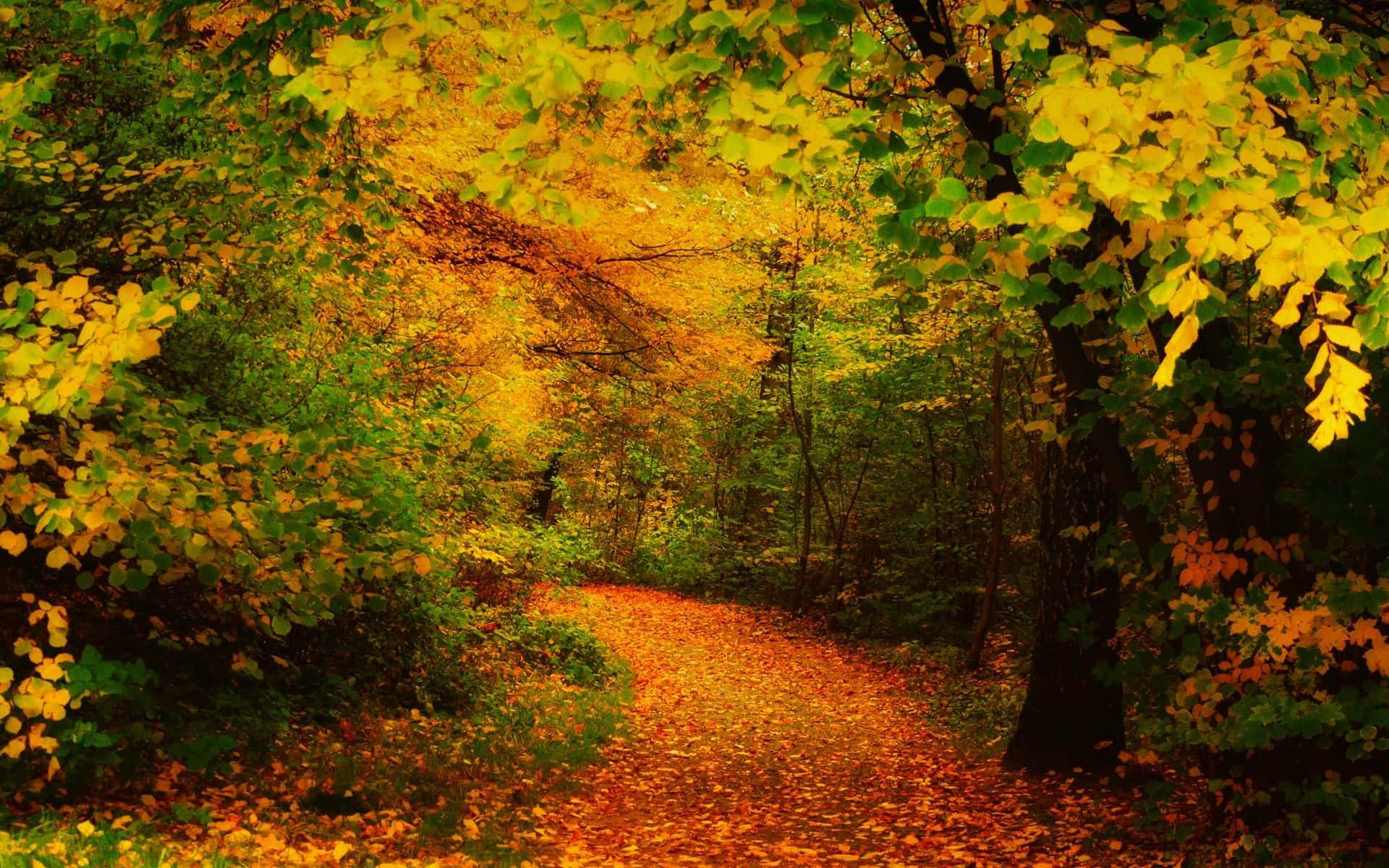 A serene Autumn Trail surrounded by vibrant foliage Wallpaper