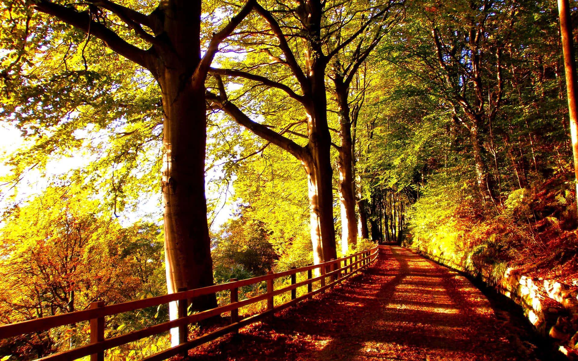 Golden Autumn Trail Surrounded by Scenic Beauty Wallpaper