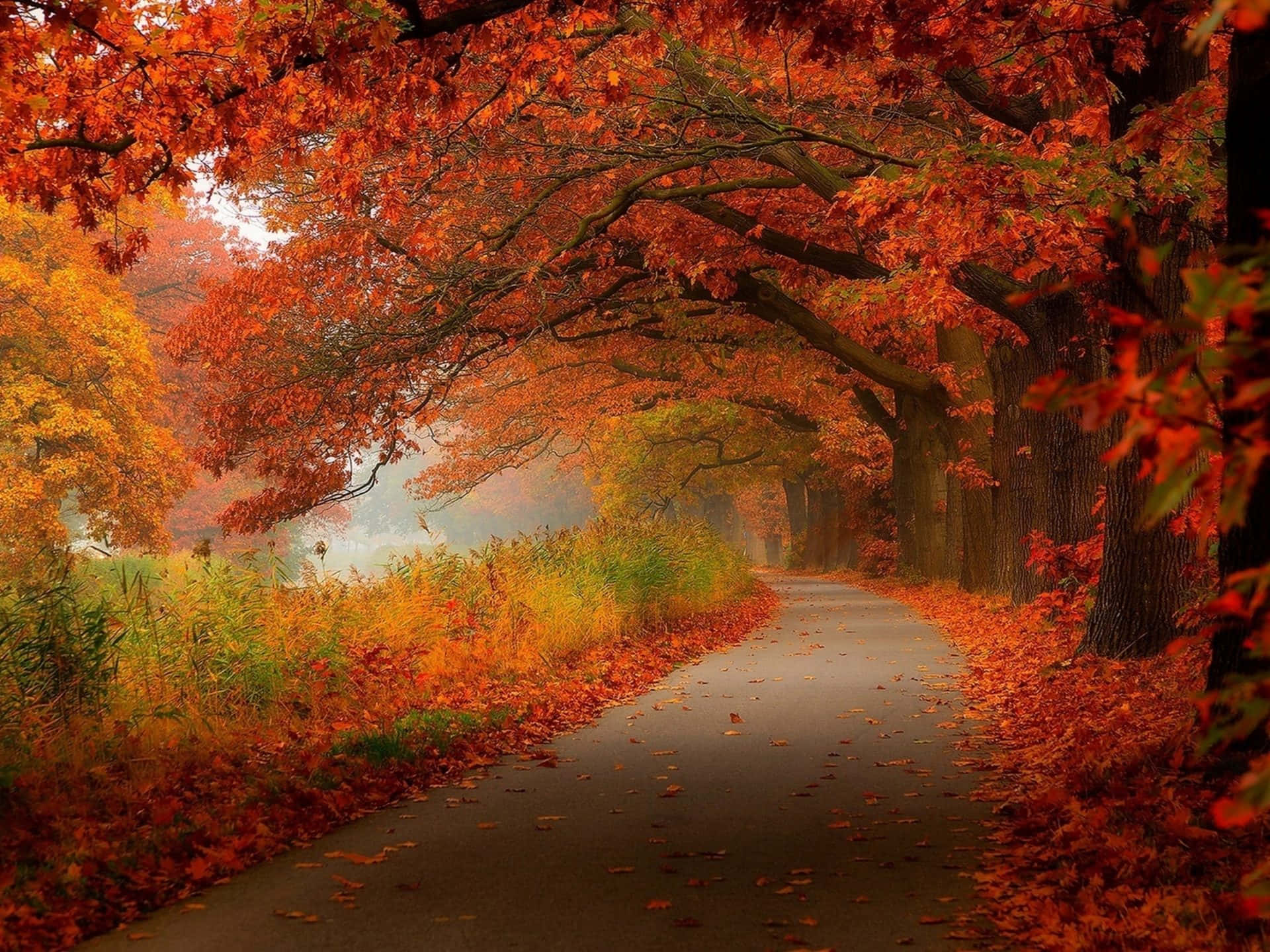 Serene Autumn Trail Wallpaper