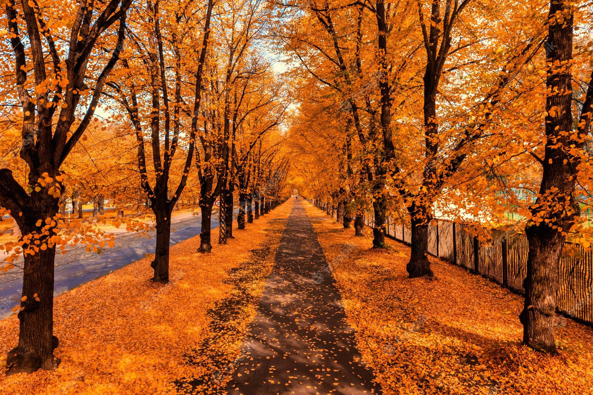 Serene Autumn Trail in the Woods Wallpaper