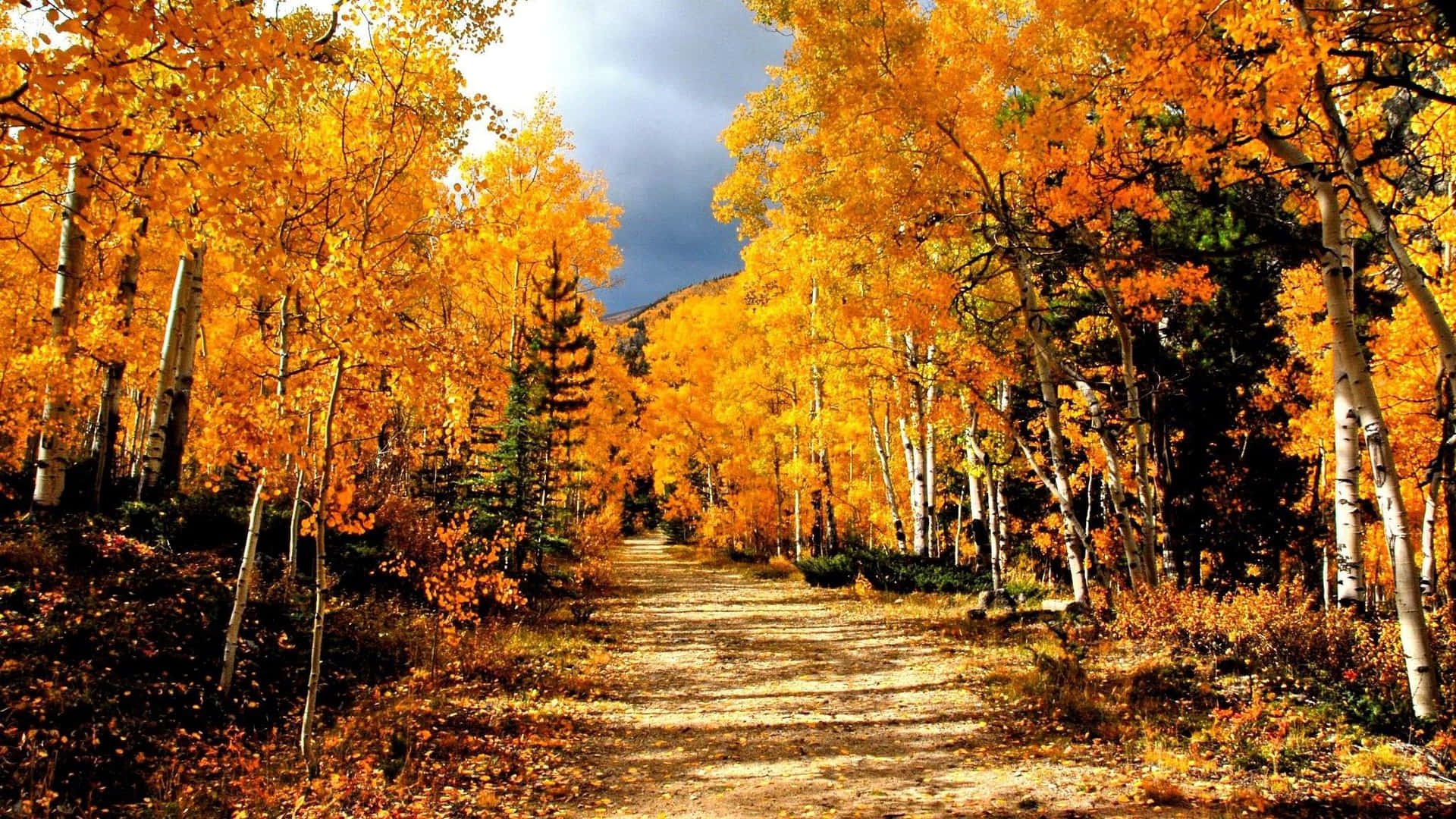 A scenic photography of a trail through a beautiful autumn forest in all its golden glory. Wallpaper
