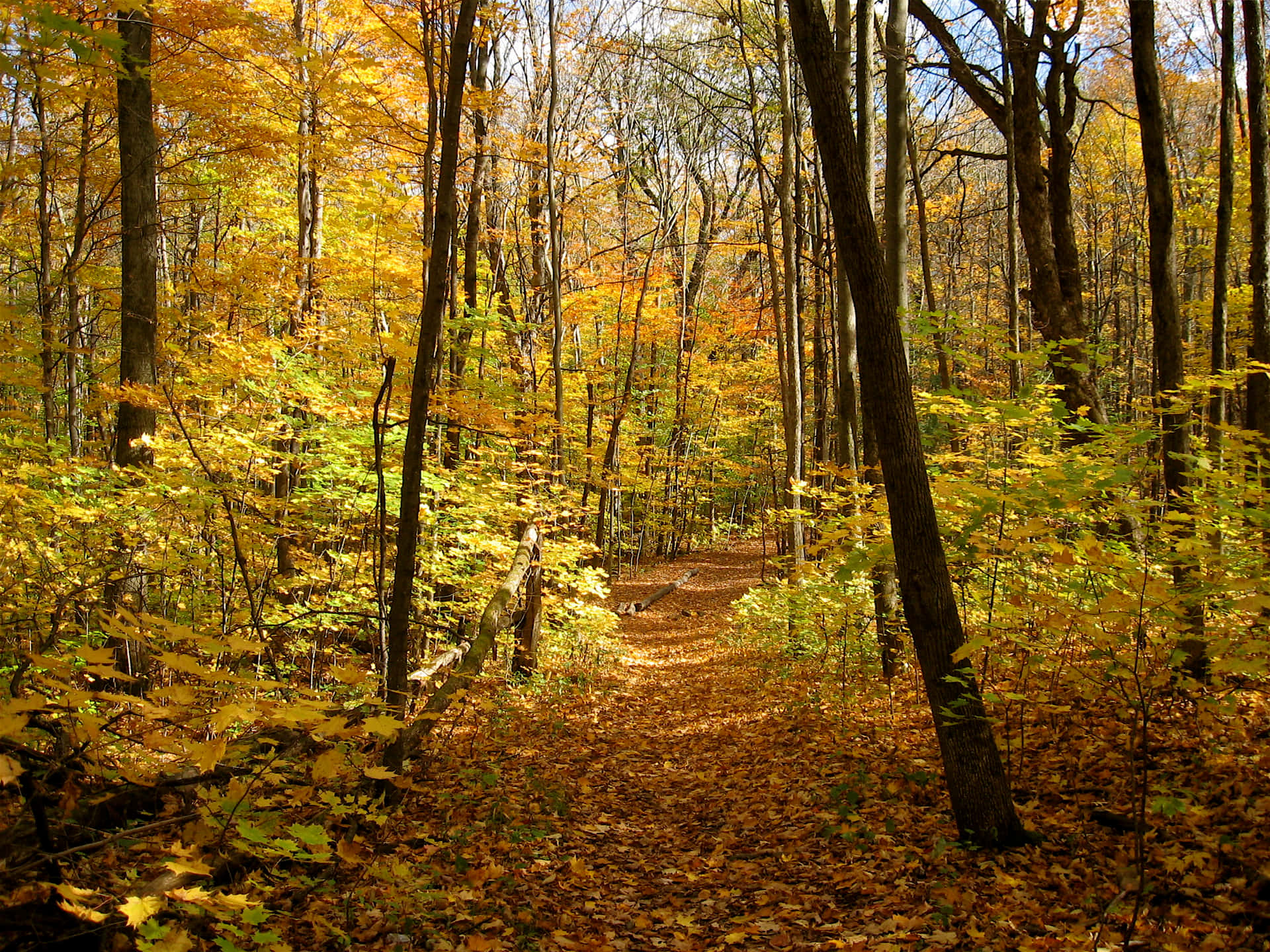 A beautiful path through a golden Autumn forest Wallpaper