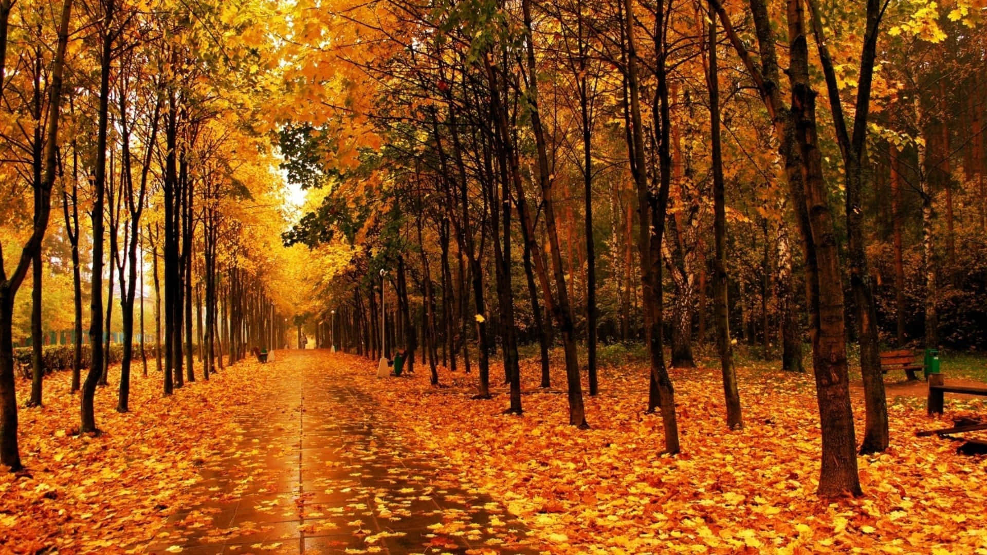 Enchanting Autumn Trails Wallpaper
