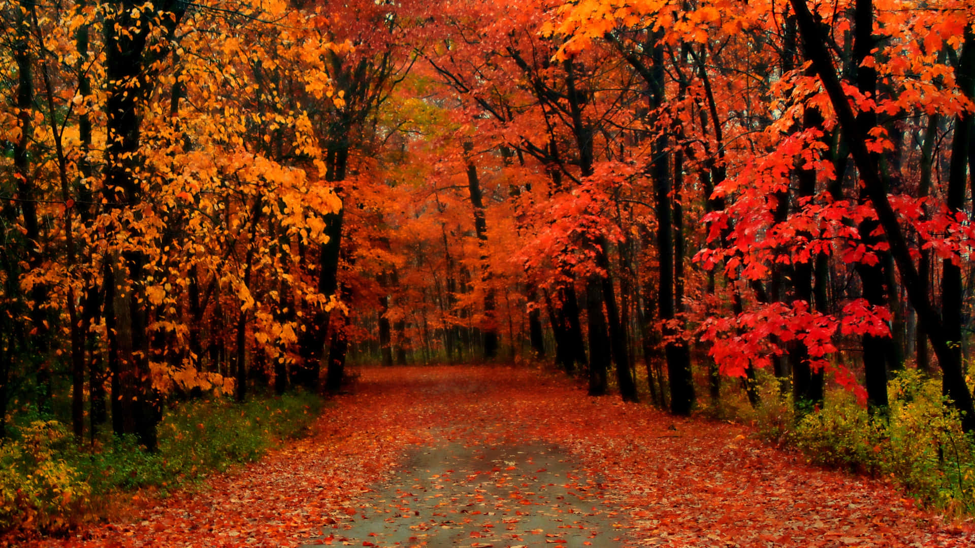 Serene Autumn Trails Wallpaper