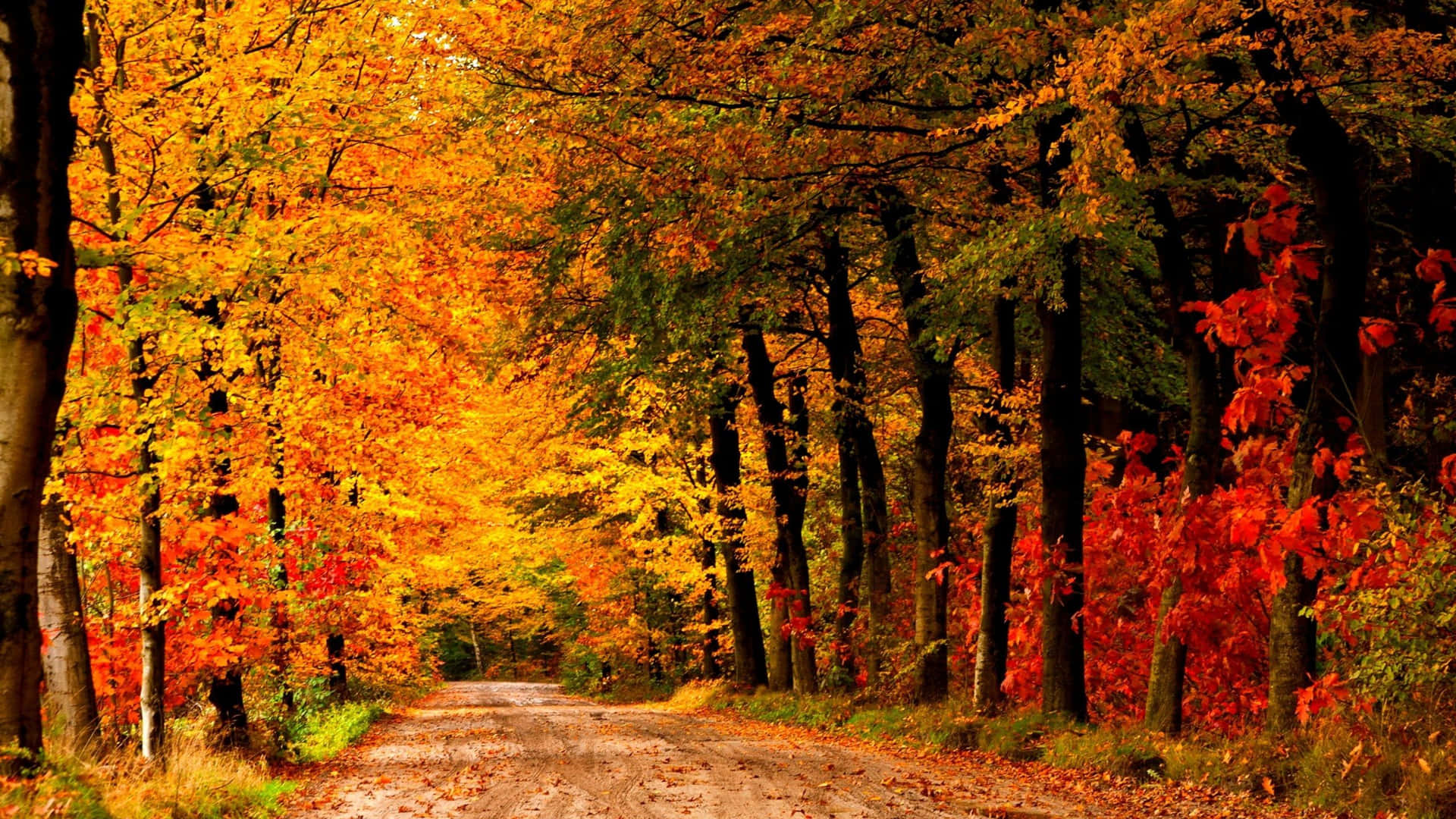 Download Autumn Trails 2560 X 1440 Wallpaper Wallpaper | Wallpapers.com