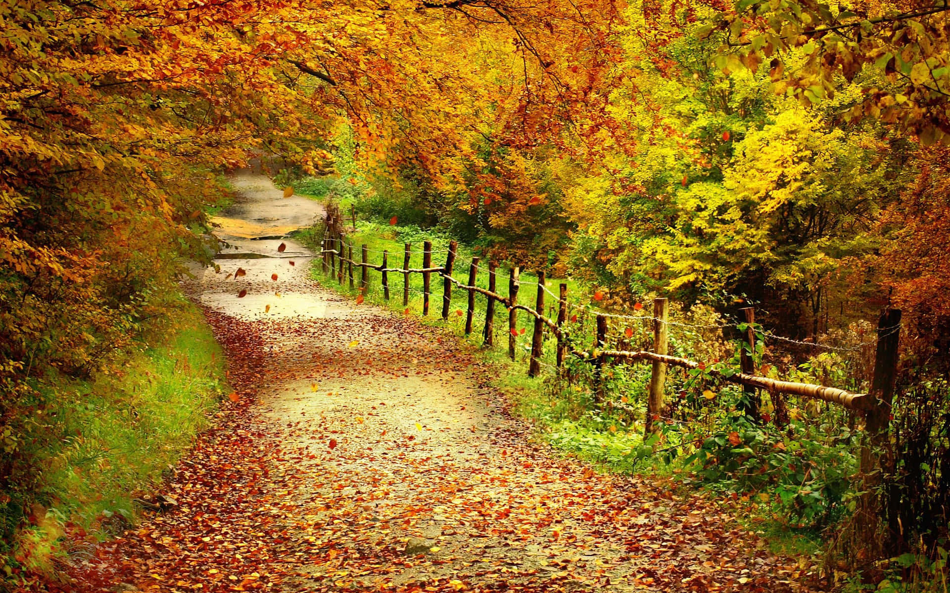 Serene Autumn Trail through the Forest Wallpaper