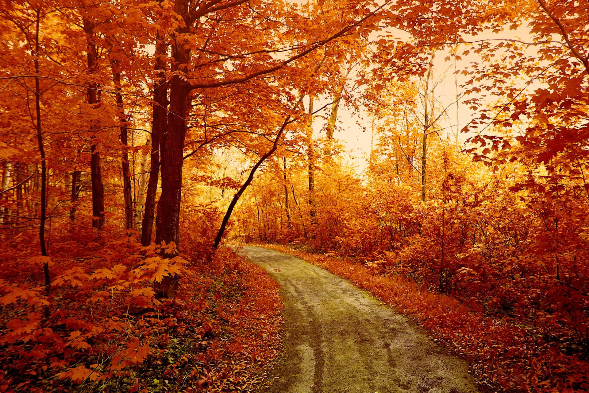 Serene Autumn Walkway Wallpaper