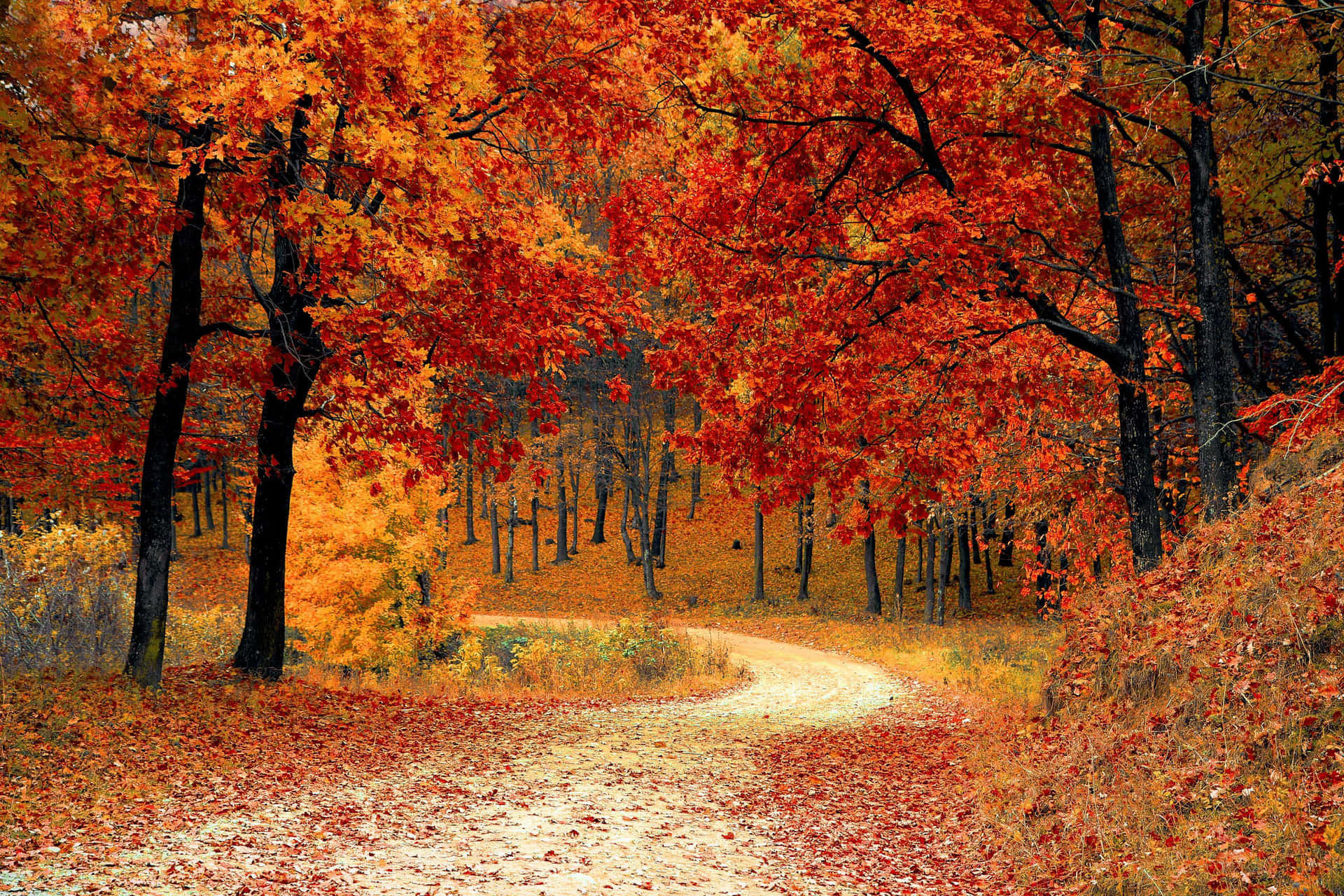 An enchanting trail through a lush autumn forest Wallpaper
