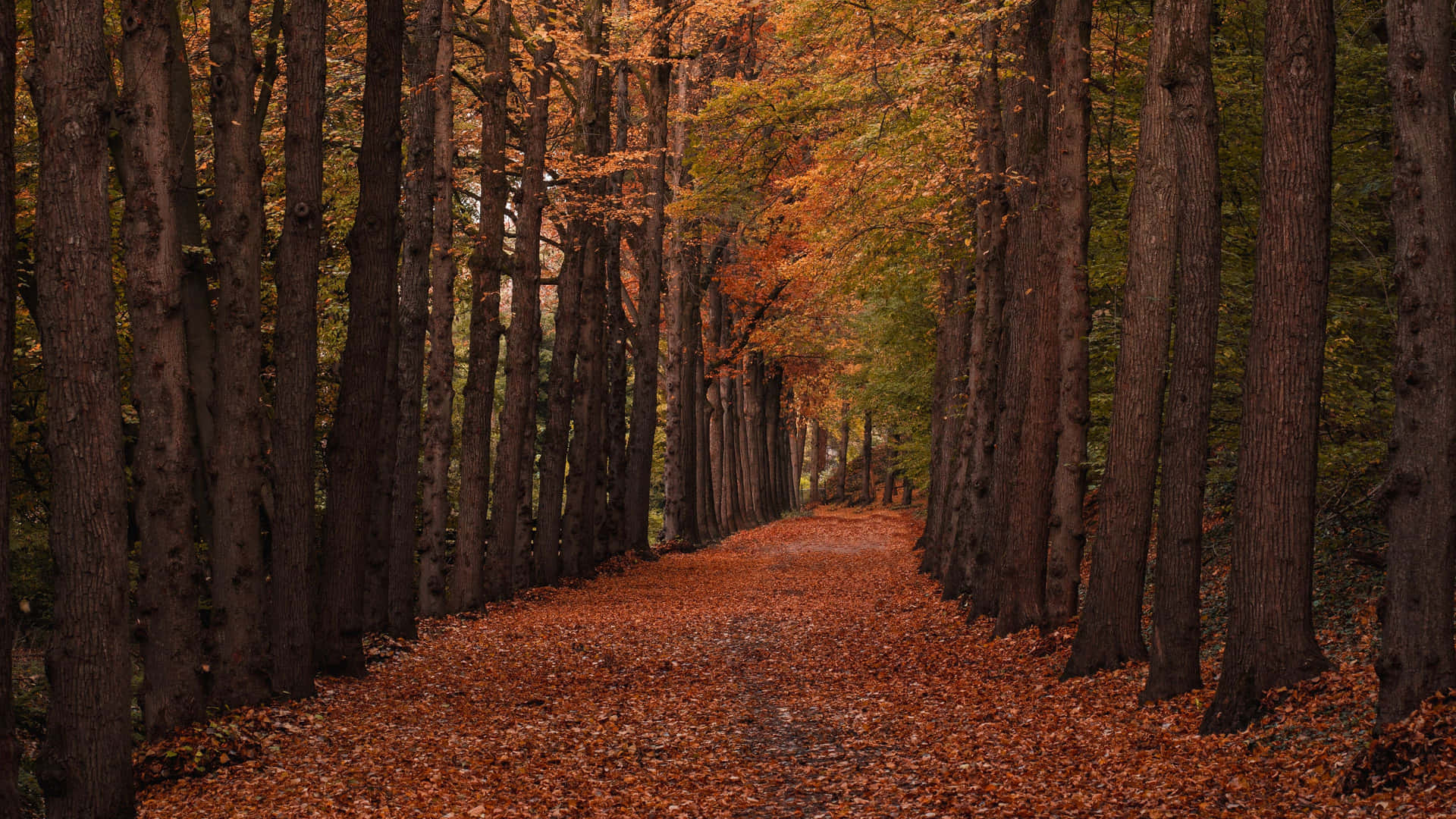 Caption: Peaceful Autumn Trails Wallpaper