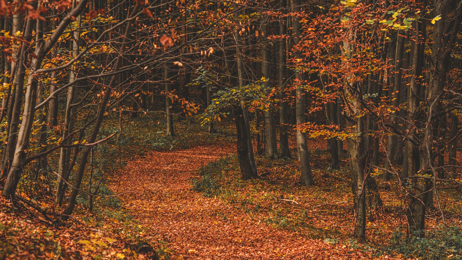 Enchanting Autumn Trail in the Forest Wallpaper