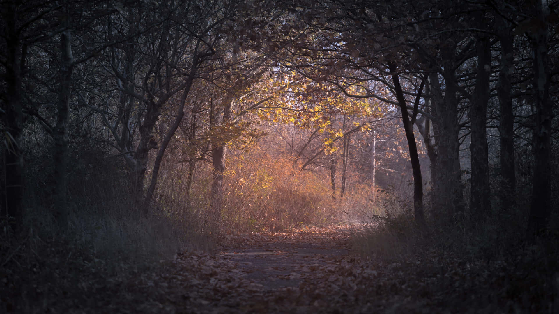 Serene Autumn Trail in the Forest Wallpaper
