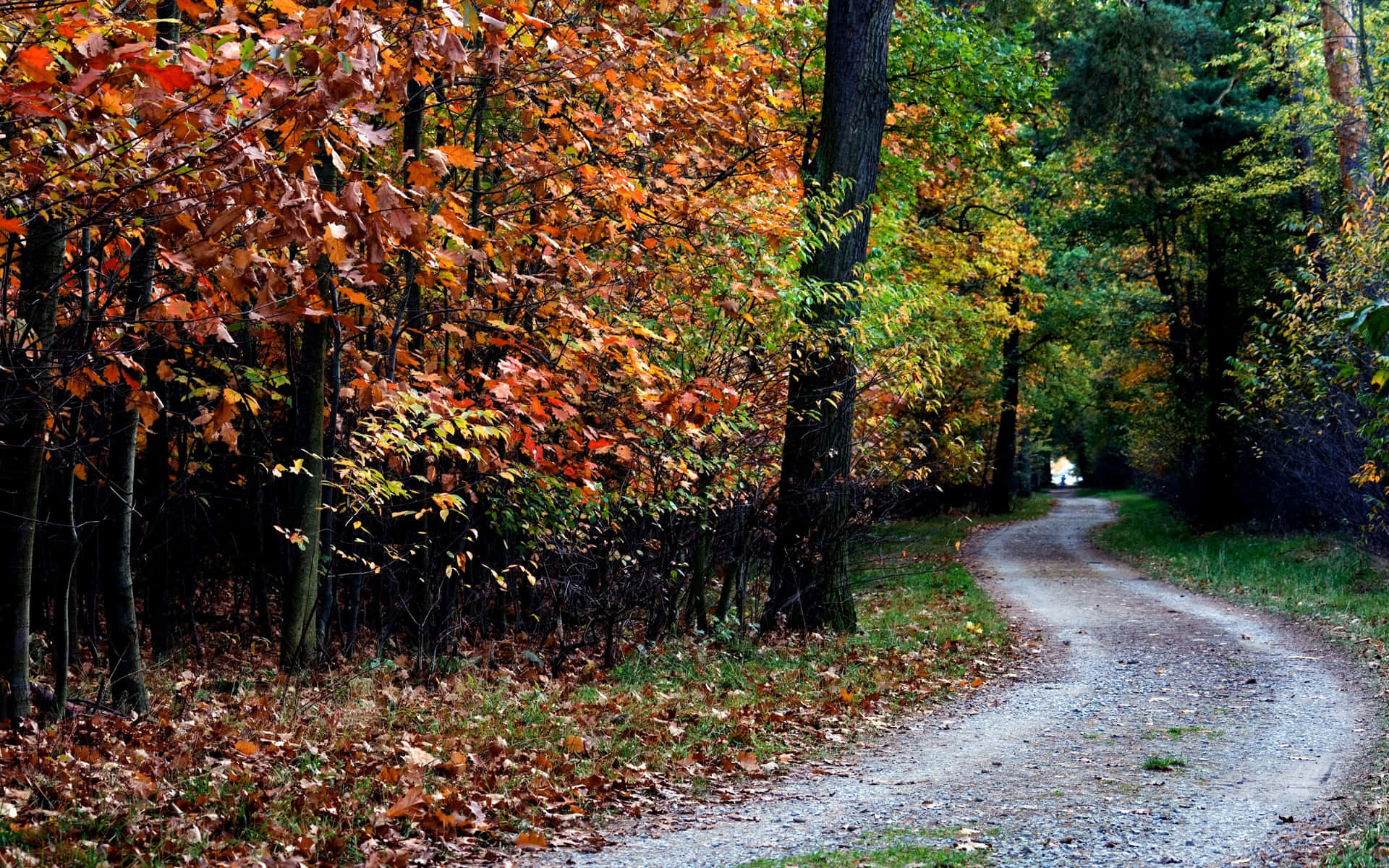Serenity of Autumn Trails Wallpaper