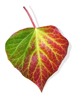 Autumn Transition Leaf PNG
