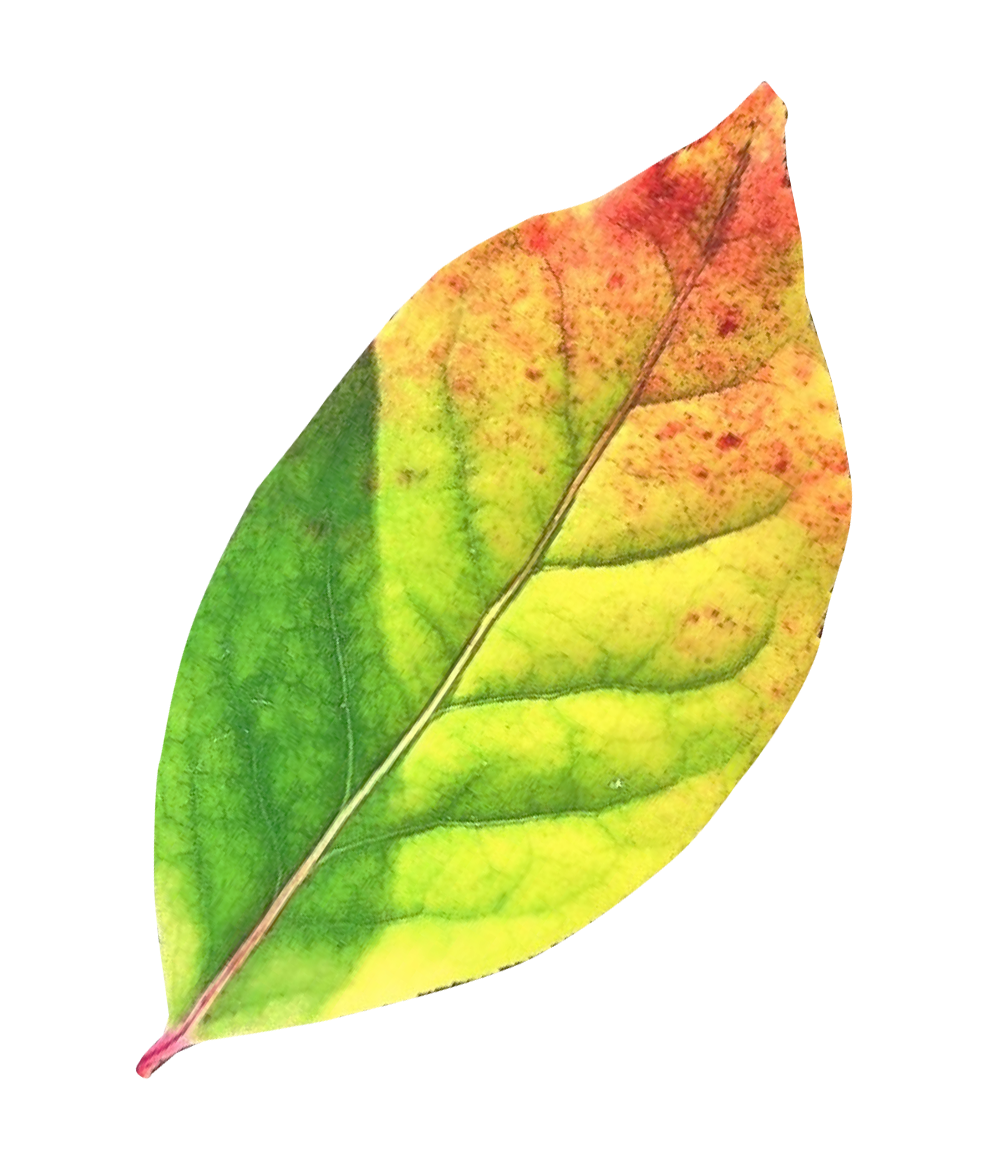 Autumn Transition Leaf.png PNG