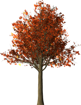 Autumn Tree Black Background PNG