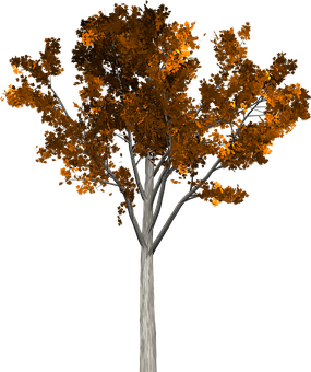 Autumn Tree Black Background PNG