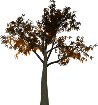 Autumn Tree Dark Background PNG