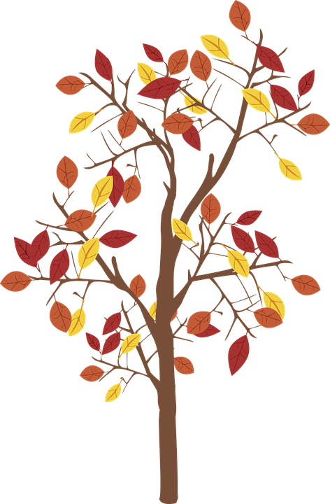 Autumn Tree Illustration PNG