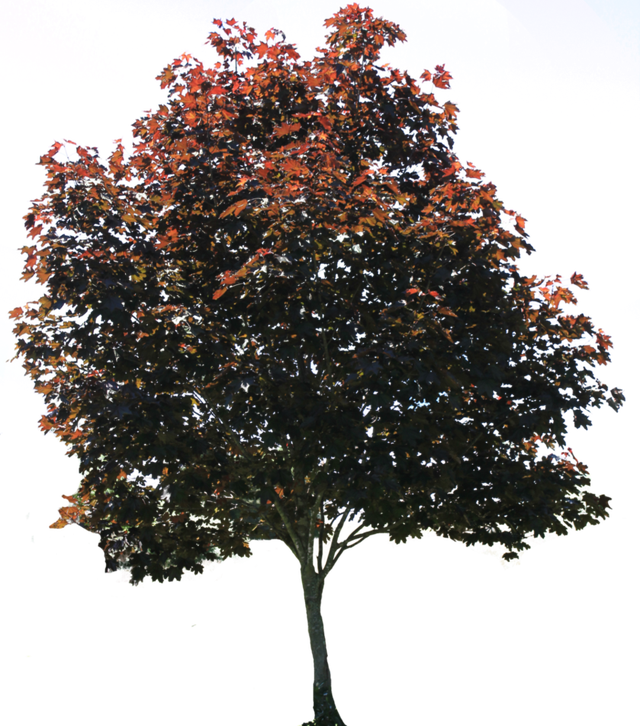 Autumn Tree Isolated Background PNG