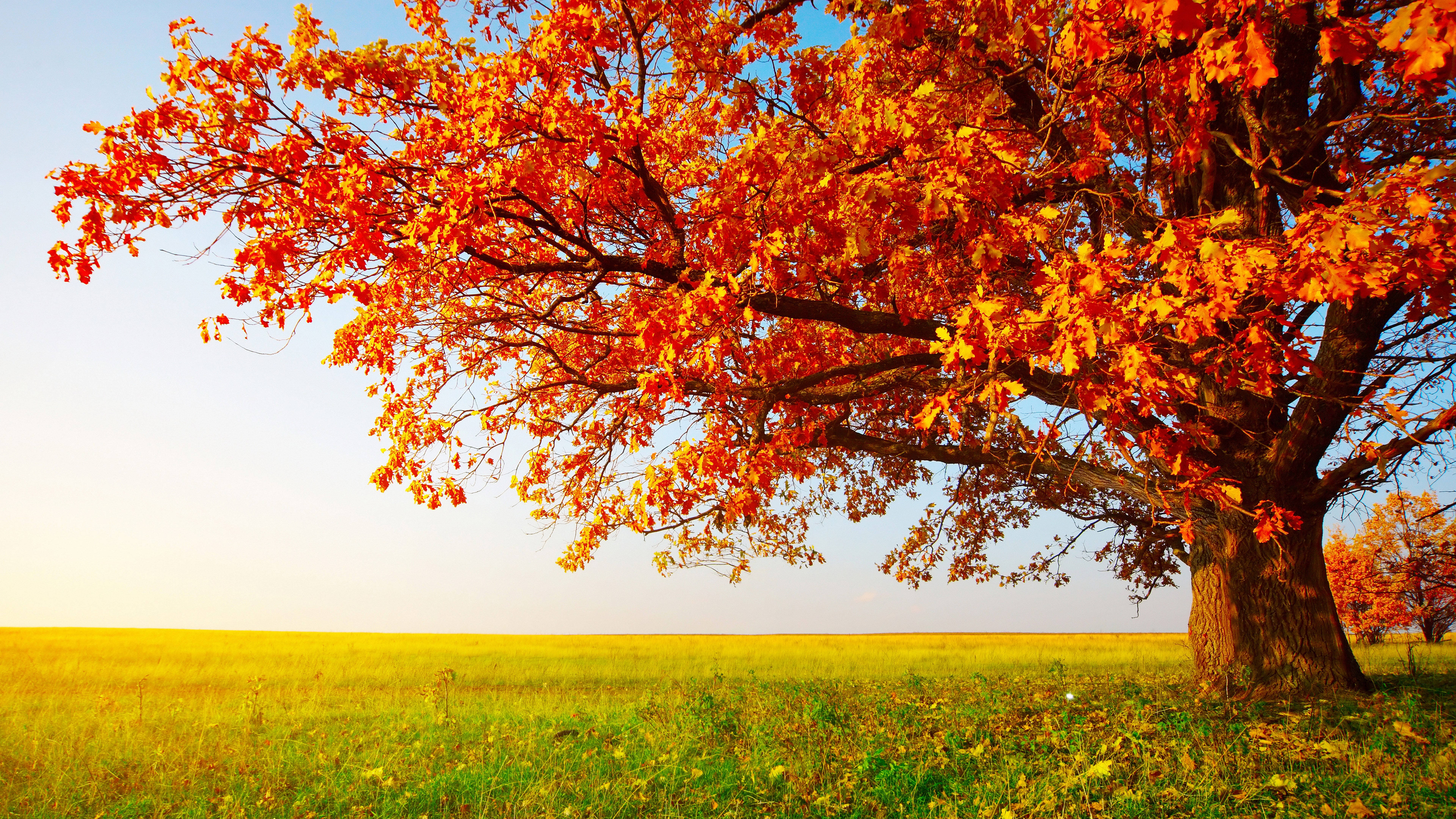 Autumn Tree Professional Desktop Wallpaper