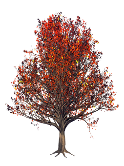 Autumn Tree Red Leaves Black Background PNG