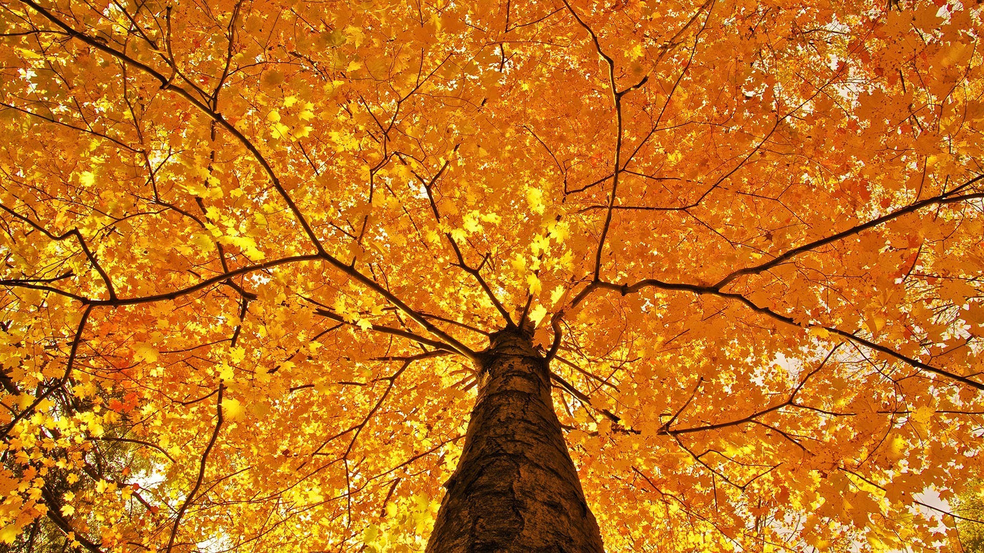 Autumn Tree Yellow Hd Wallpaper