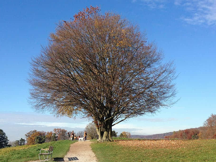 Autumn Tree Zollikon Park Wallpaper