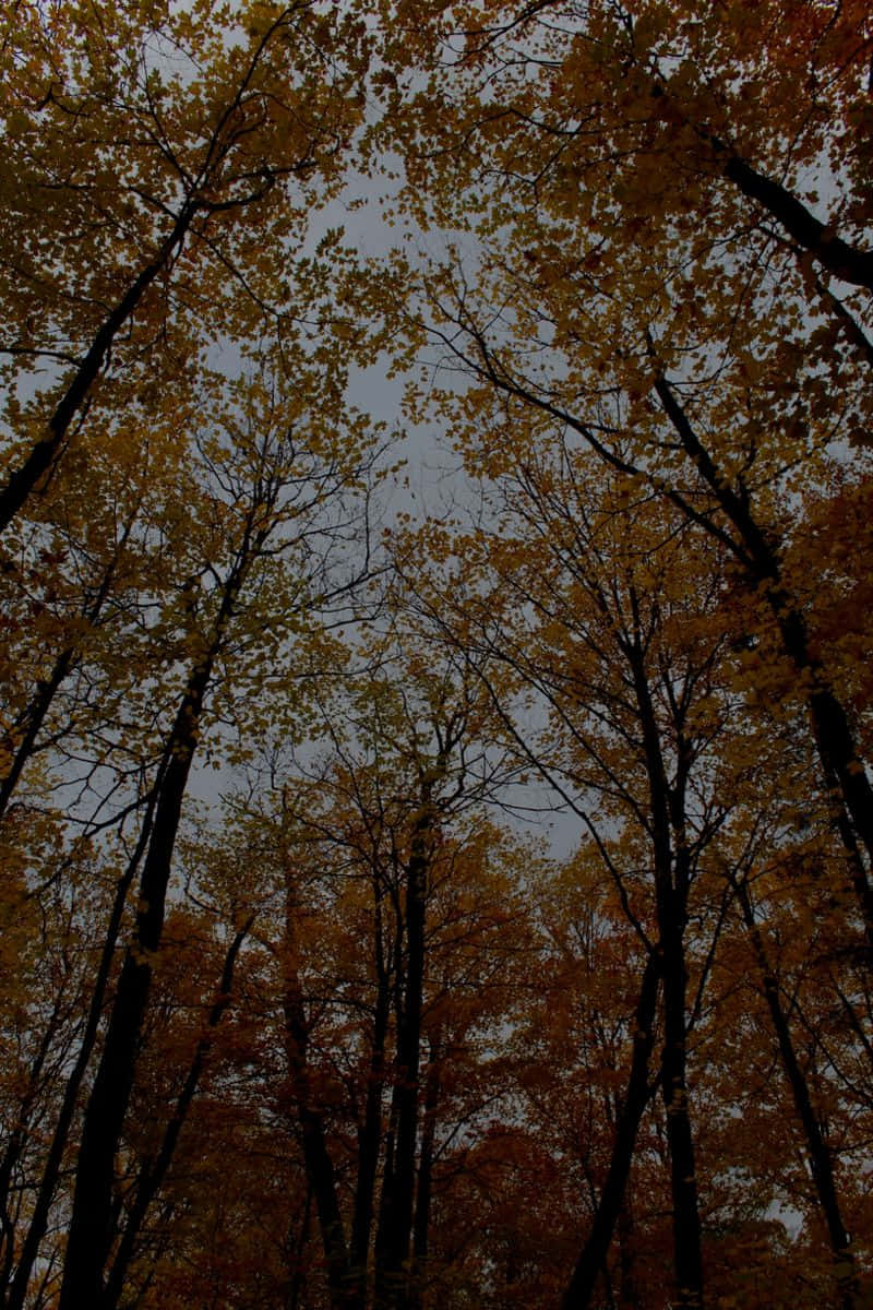 Autumn_ Trees_ Against_ Dark_ Sky.jpg Wallpaper