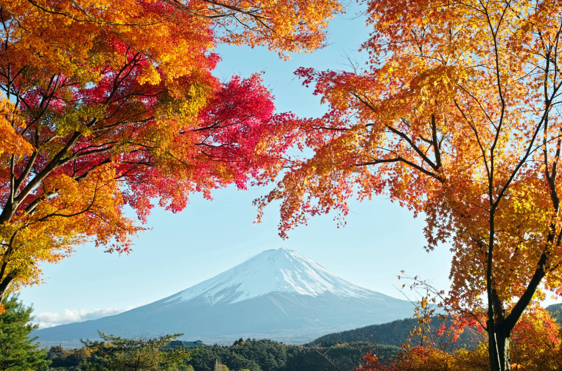 Autumn Trees And Mount Fuji Wallpaper