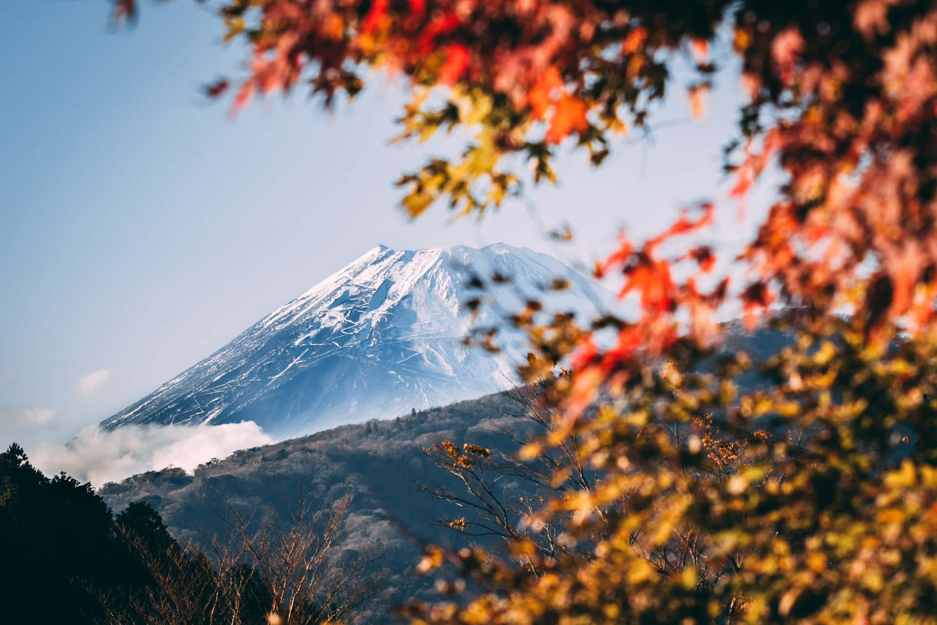 Autumn Trees Covering Fuji Mountain Wallpaper