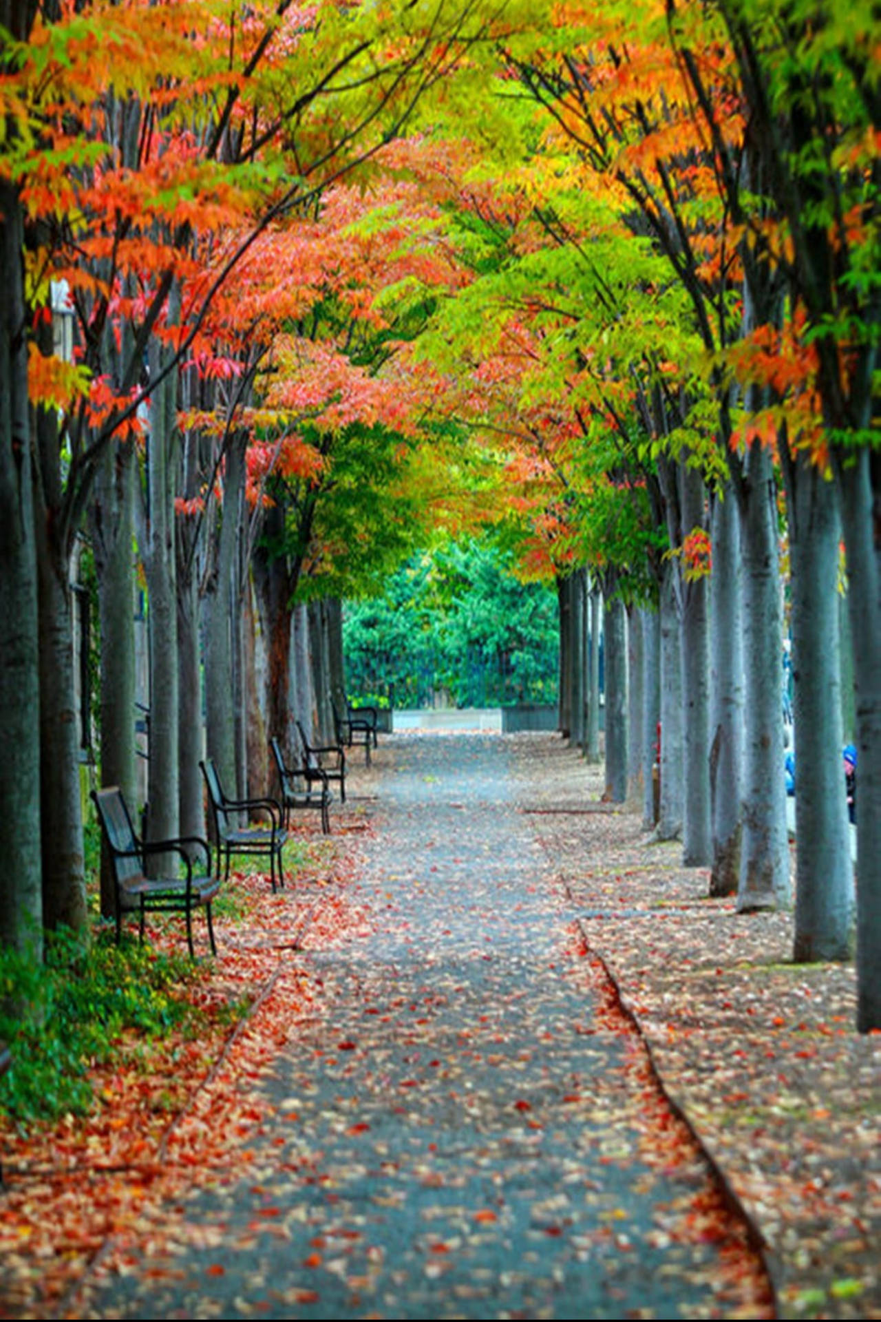 Download Autumn Trees Pathway 4k Iphone 11 Wallpaper