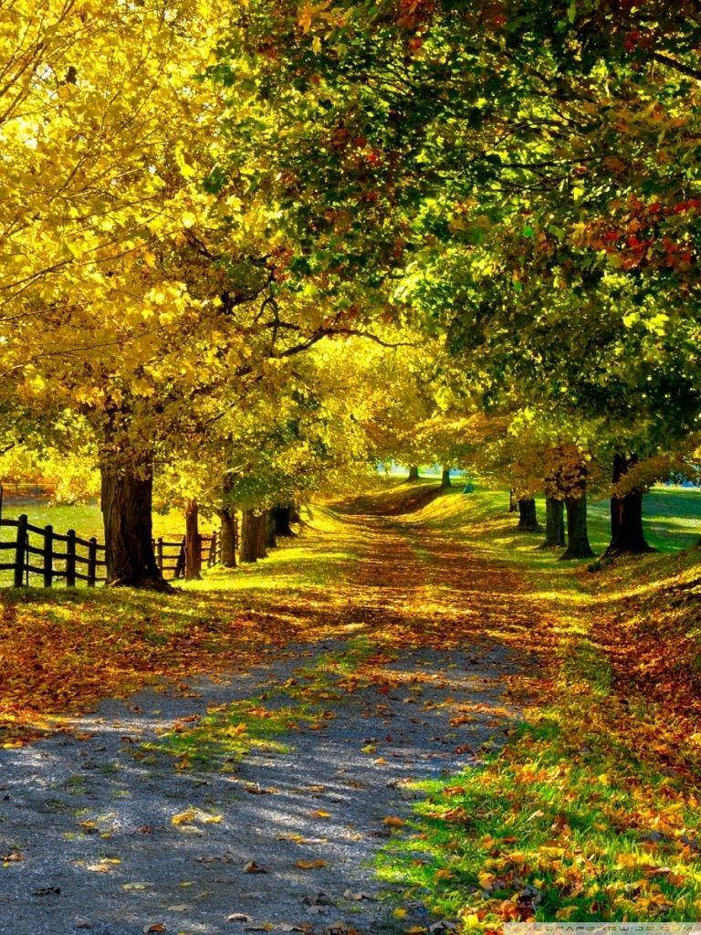 Autumn Trees Walkway Beautiful Phone