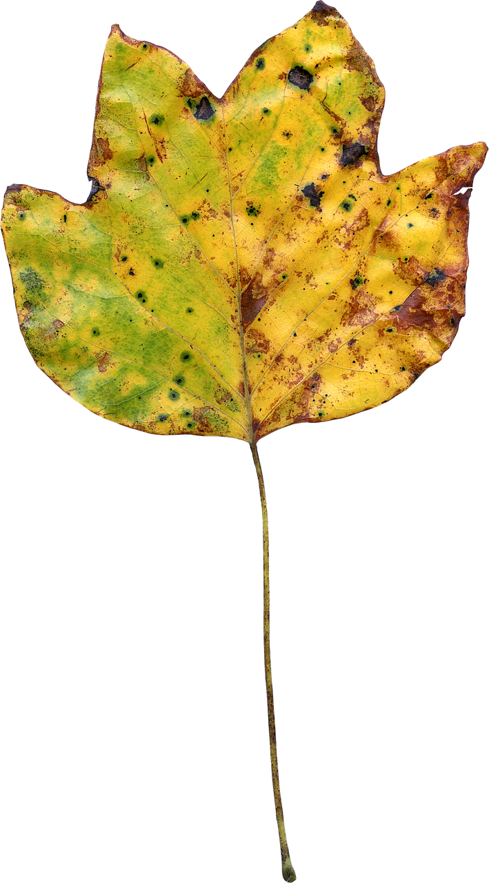 Autumn Tulip Poplar Leaf PNG